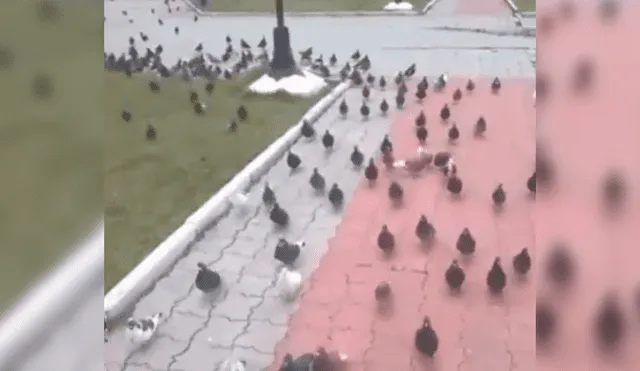 Facebook: Hombre hipnotiza a palomas y genera asombro en toda la red [VIDEO]
