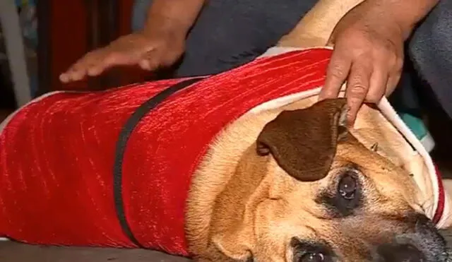 Los Olivos: Delincuentes drogan a un perro para robar dentro de una casa [VIDEO]