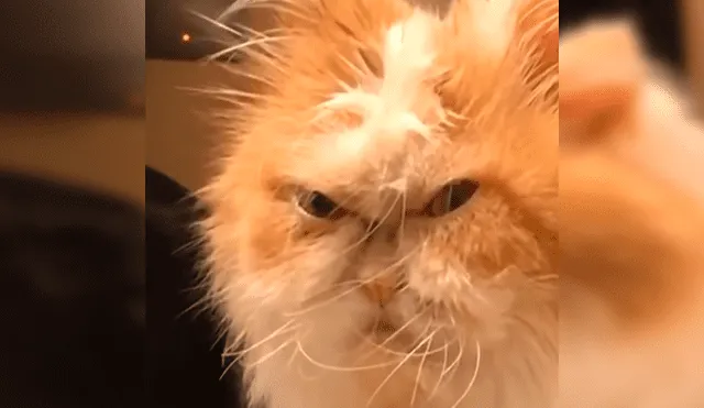Facebook viral: Gato odia que sus dueños interrumpan su siesta y muestra un insólito gesto 