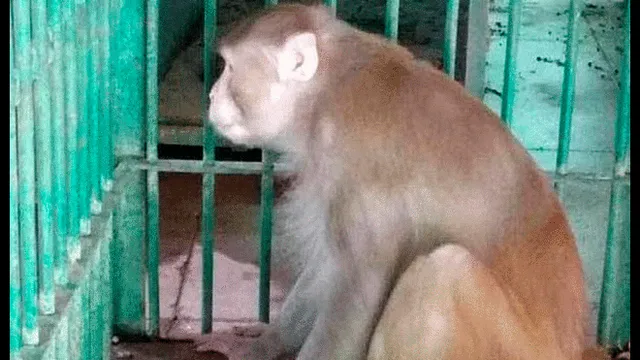 Kalua mostró un comportamiento agresivo tras la muerte de su dueño. Foto: Kanpur Zoo.