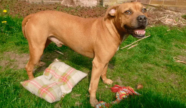 Deja al borde la muerte a su perro tras abandonarlo con una papa atorada en la garganta