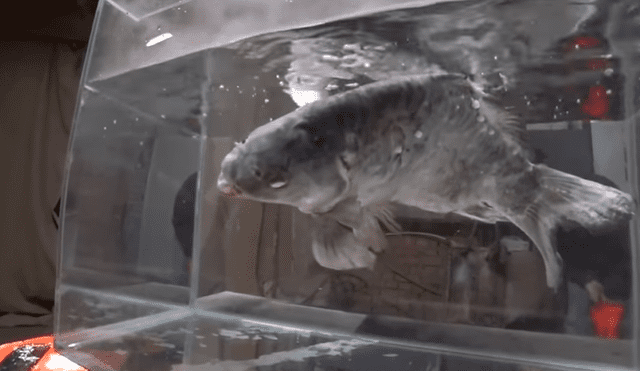 YouTube: ruso mete a pez en un estanque con nitrógeno líquido y ocurre algo inesperado [VIDEO]