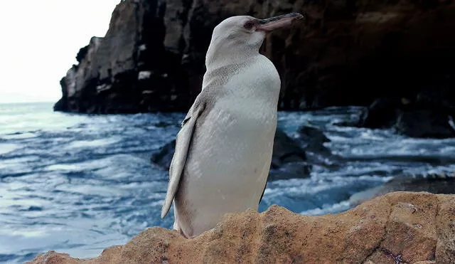 Pingüino blanco avistado en islas Galápagos. Foto: AFP