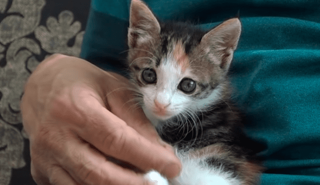 YouTube viral: gata discapacitada vuelve a ver a su bebé luego de meses y protagoniza emotivo reencuentro