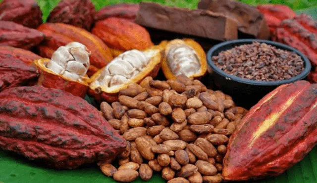 Agricultura: Precio del cacao se recuperaría este año