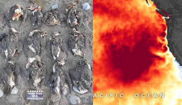 La masa de agua anormalmente cálida causó alrededor de un millón de muertes en aves marinas. Imágenes: Universidad de Washington / NASA.
