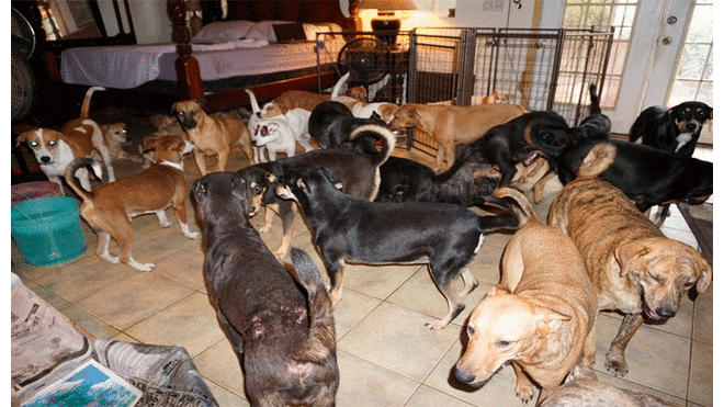 Huracán Dorian: Historia del milagroso rescate de 97 perros conmueve al mundo [FOTOS]