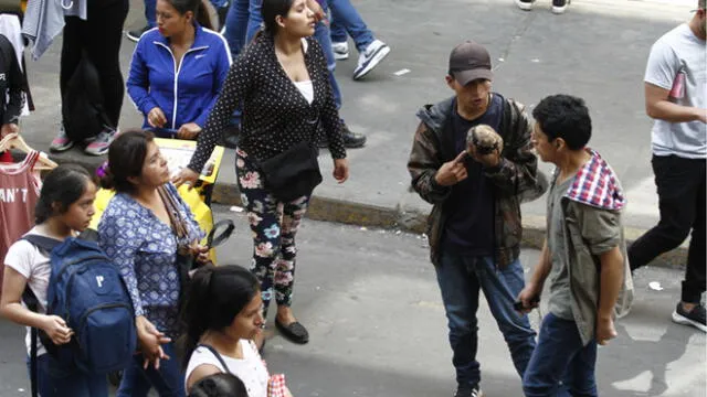 A pesar de la normativa que prohíbe la venta de animales en el Centro de Lima, las mafias desarrollan estrategias para continuar lucrando. Foto: La República