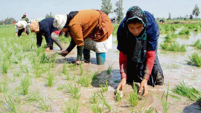 Producción de arroz y maíz se ve afectada por incremento de precio de fertilizantes como la urea y el fosfato. Foto: La República