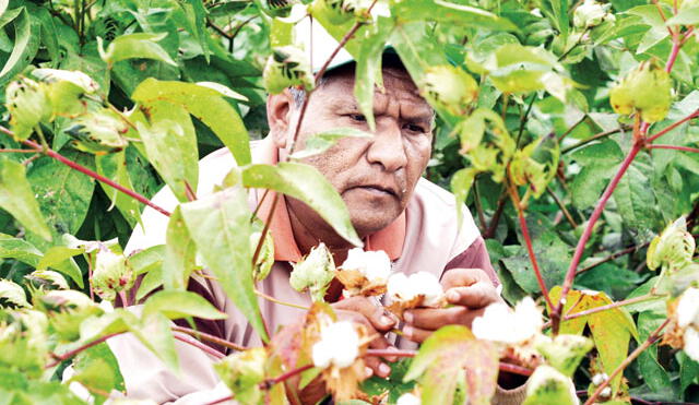 Agricultores volverán a sembrar algodón en la región Piura. Foto: La República
