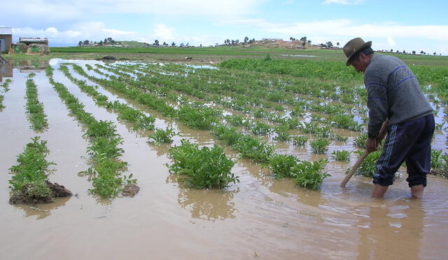 Afectaciones a campos de cultivos en comunidades de 2 provincias puneñas. Foto: Archivo La República