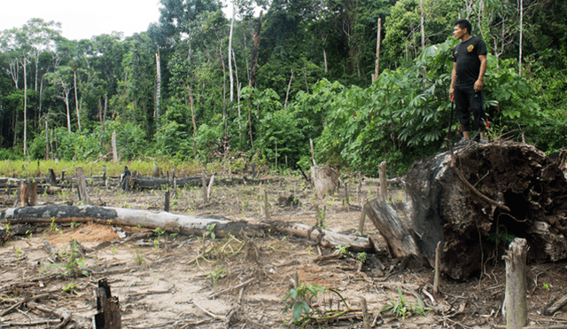 Con esta app, la investigadora pretende contribuir en la lucha contra la tala ilegal. Foto: Difusión