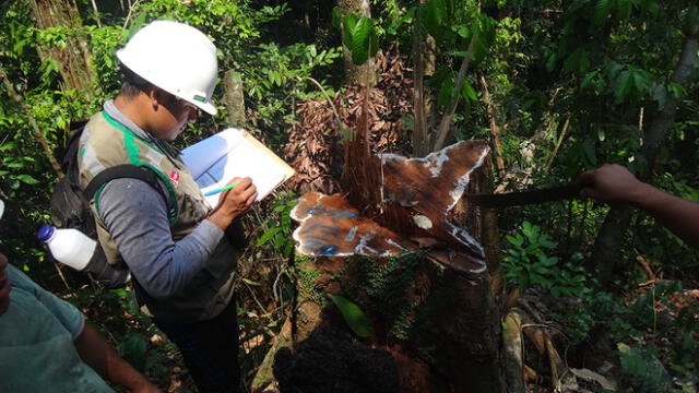 OSINFOR se encarga de fiscalizar los recursos forestales, fauna silvestre y los servicios ambientales provenientes del bosque. Foto: difusión