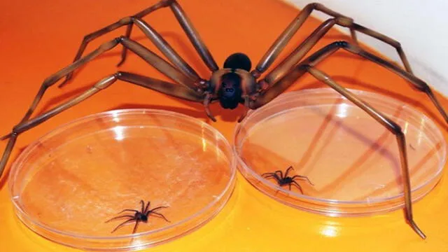 La araña casera se reconoce por su color marrón y su figura de “violín” en el dorso del cefalotórax. Foto: Andina