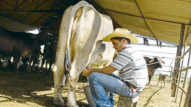 Aumento podría salvar a la ganadería lechera nacional. Foto: difusión.