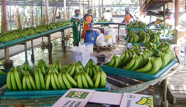 El plátano y el banano son uno de los principales cultivos de exportación y de consumo en 14 regiones del país, siendo el volumen de producción alrededor de 2 millones de toneladas anuales aproximadamente.