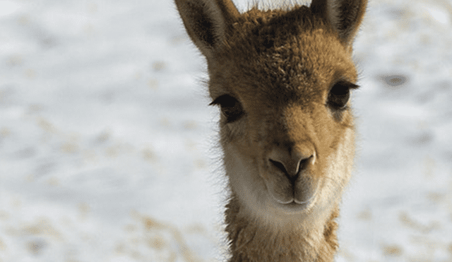 Senasa. Este importante acuerdo se determinó durante la ‘Mesa técnica para combatir la sarna en vicuñas’, desarrollada en Pampa Galeras, región Ayacucho. Foto: difusión