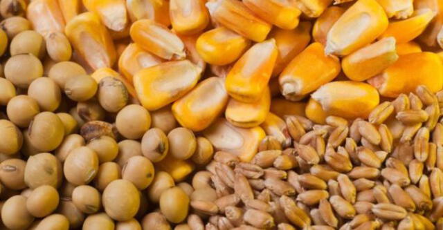 Según datos del USDA, la oferta mundial de maíz aumentará un 4,1% en la campaña 2021-2022. Foto: difusión