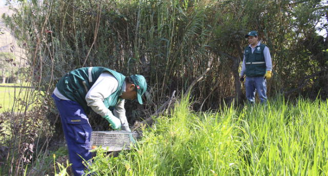 Profesionales instalan tramas en terrenos de cultivo de provincias. Foto: Senasa