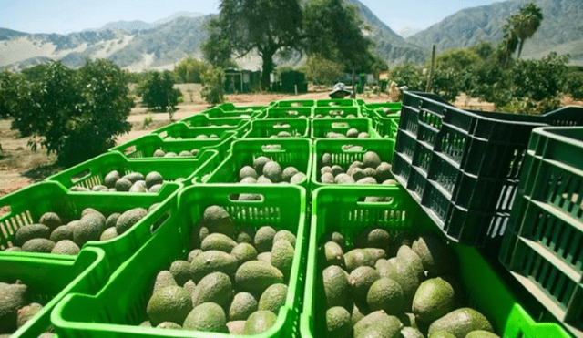 La palta, granada y uva, son los más exportados por Arequipa. Foto: Difusión