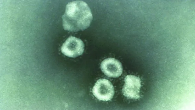 La variante de Reino Unido tiene mutaciones en la proteína S, ubicada en las espículas del coronavirus. Imagen: CDC.