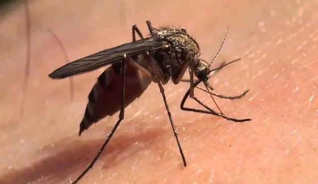 El Aedes aegypti puede ser transmisor de enfermedades como el zika y el dengue. Foto: difusión