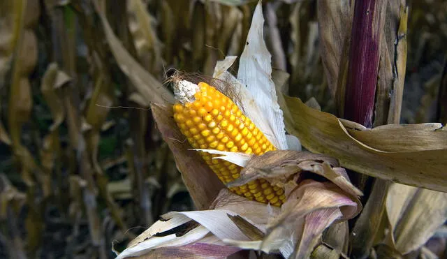 Corn is seen at the Phytogenetic Resources Center of the International Maize and Wheat Improvement Center, in Texcoco, Mexico, on October 28, 2009. The Mexican government approved the farming of transgenic corn in Mexican fields. AFP PHOTO/Ronaldo Schemidt (Photo by Ronaldo Schemidt / AFP)