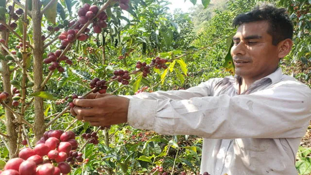 Autoridades apoyan a los productoresdel café en Piura. Foto: Devida