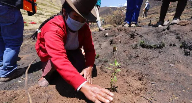 Campaña forestal será lanzada el 14 de diciembre. Foto: referencial/Municipalidad de Cusco