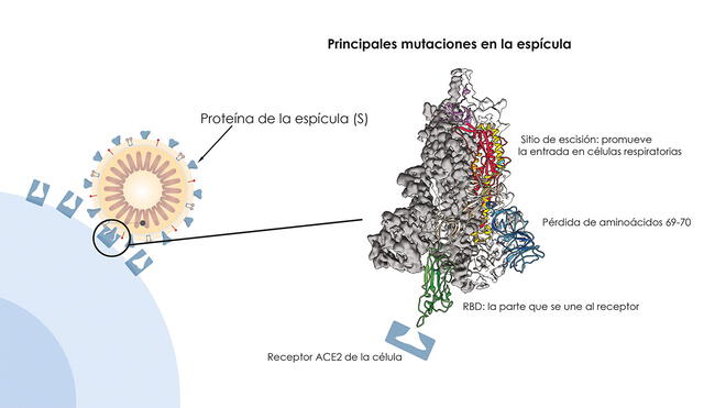 Principales mutaciones en la espícula de la nueva variante. Foto: LR/ AFP