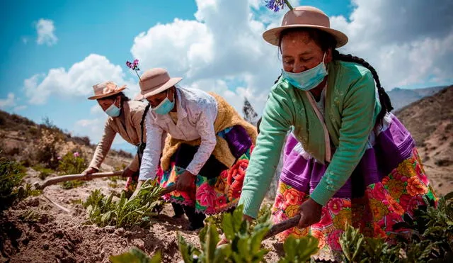 La agricultura familiar cumple un rol clave en el abastecimiento diario de alimentos durante la pandemia. Foto: Midagri