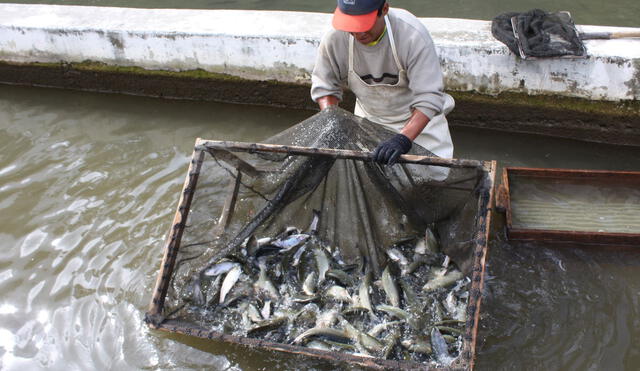 Queda prohibido la pesca de boquichico hasta el 31 de enero. Foto: Andina