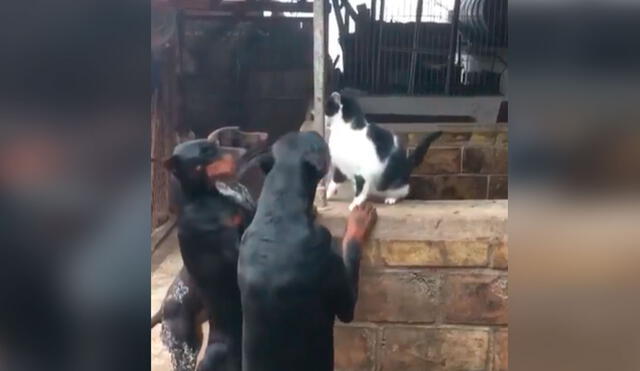 Desliza las imágenes para conocer la valiente acción de un gato que alejó a cuatro perros que intentaron asustarlo. Foto: captura de Facebook