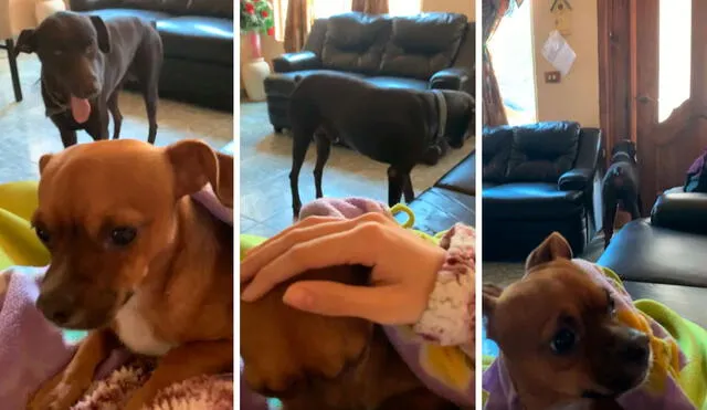 Desliza las imágenes para ver la inesperada reacción de un perro al descubrir que su dueña le daba cariño a la nueva mascota. Foto: captura de Facebook