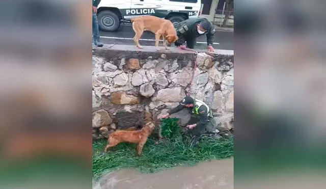 Desliza las imágenes para ver la valiente acción de dos policías que ayudaron a un perrito que cayó a un cauce. Foto: captura de YouTube