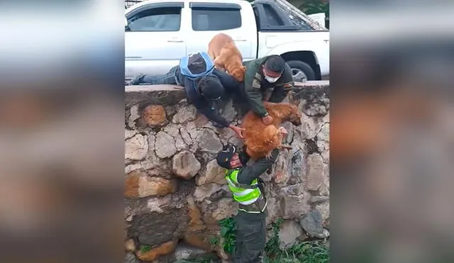 Desliza las imágenes para ver la valiente acción de dos policías que ayudaron a un perrito que cayó a un cauce. Foto: captura de YouTube
