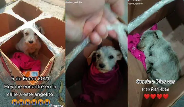 Desliza las imágenes para conocer un poco sobre este pequeño can que fue abandonado en una caja. Foto: captura de TikTok/ruben_rodolfo