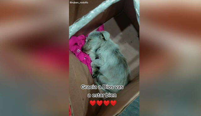 Desliza las imágenes para conocer un poco sobre este pequeño can que fue abandonado en una caja. Foto: captura de TikTok/ruben_rodolfo