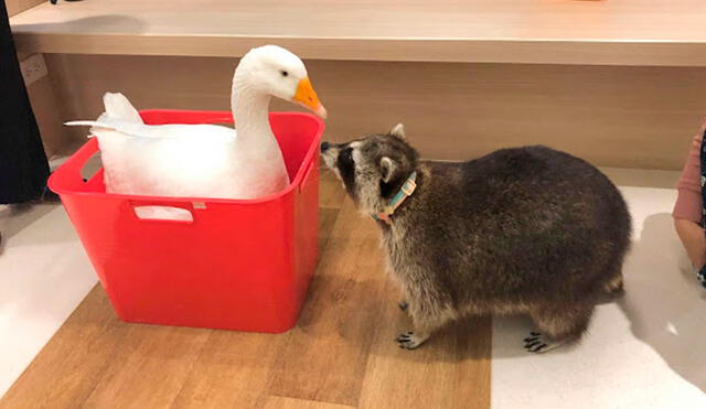 Desliza las imágenes para ver el inesperado comportamiento de un mapache al estar frente a un pato. Foto: Raccoonolan/ Facebook