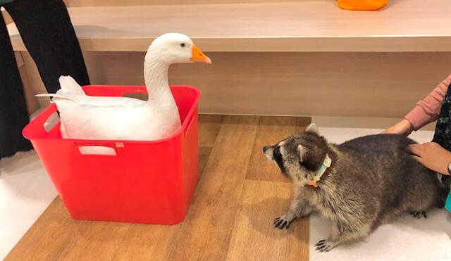 Desliza las imágenes para ver el inesperado comportamiento de un mapache al estar frente a un pato. Foto: Raccoonolan/ Facebook