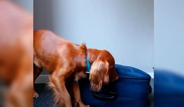 Desliza las imágenes para ver la destreza de un perro al abrir la cremallera de una maleta con facilidad. Foto: Caters Clips