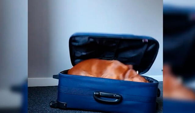 Desliza las imágenes para ver la destreza de un perro al abrir la cremallera de una maleta con facilidad. Foto: Caters Clips