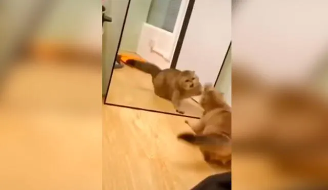 Desliza las imágenes para ver la enfurecida reacción de un gato al colocarse frente a un espejo por primera vez. Foto: captura de TikTok