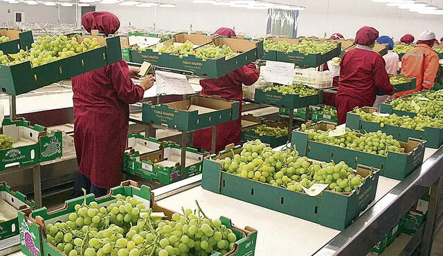En obra. Los trabajadores del sector agroindustrial en plena preparación de uvas de exportación. Foto: Andina
