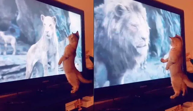 El minino se llevó un terrible susto al ver al imponente león Simba y protagonizó una curiosa escena. Foto: captura de TikTok/@gatoamigo