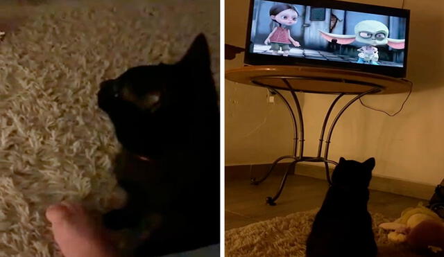 Un gato acompañó a su dueño y miró con concentración la televisión para disfrutar de su película animada. Foto: captura de Facebook