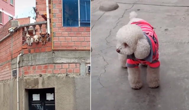 La perrita salió a pasear con su dueño y su ropa se robó la atención de un grupo de canes que la observaban desde el balcón. Foto: captura de TikTok