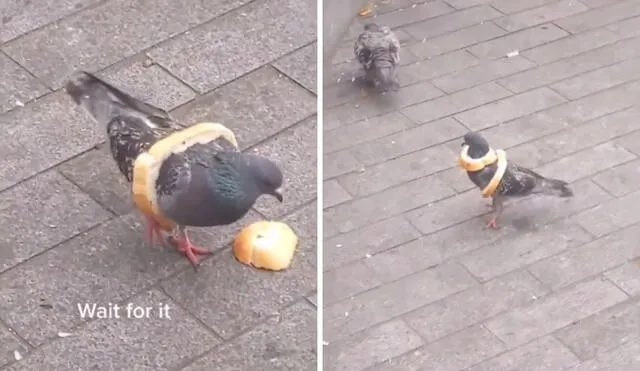 La simpática manera en que el pájaro se lleva el pan a casa. Foto: captura de TikTok / @elliejacksoncomedy