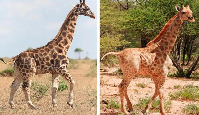 Las jirafas pertenecen a Namibia y Uganda. Fueron encontradas a raíz de un estudio fotográfico. Foto: Giraffe Conservation Foundation (GCF)