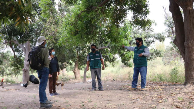 Personal del Senasa capacita a productores en la erradicación de la mosca de la fruta. Foto: Senasa